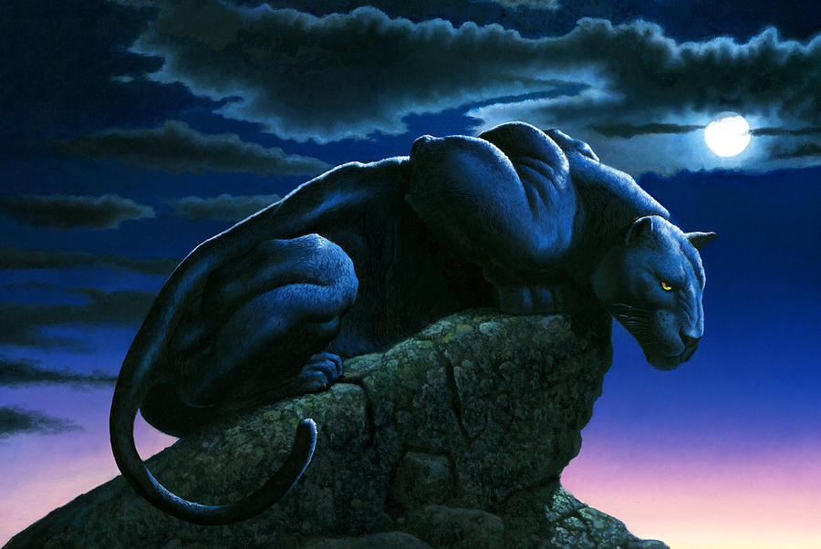 Panther on Rock Photograph by MGL Meiklejohn Graphics Licensing