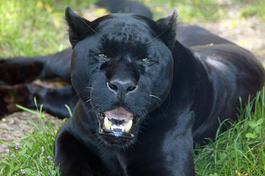 Panther Portrait Photograph by Paul Slebodnick - Fine Art America