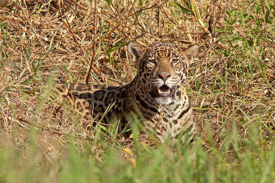 Jaguar in Grass Photograph by Aivar Mikko