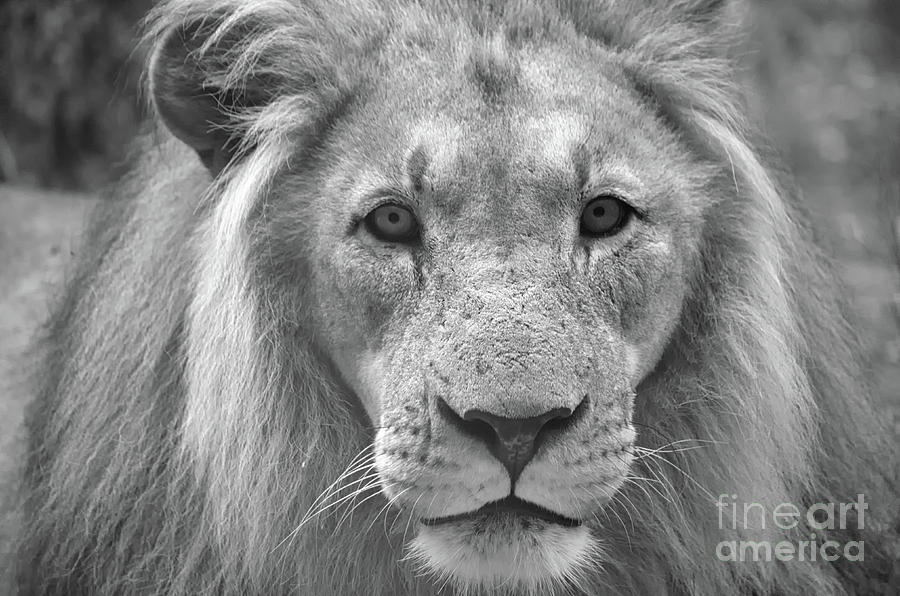 Panthera Leo Black And White Photograph by Michelle Meenawong