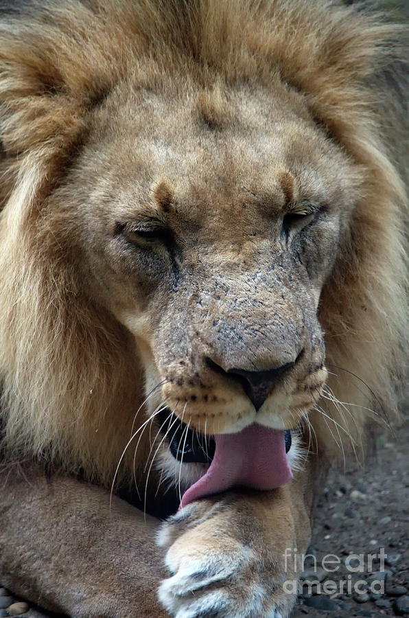 Panthera Leo Photograph by Michelle Meenawong