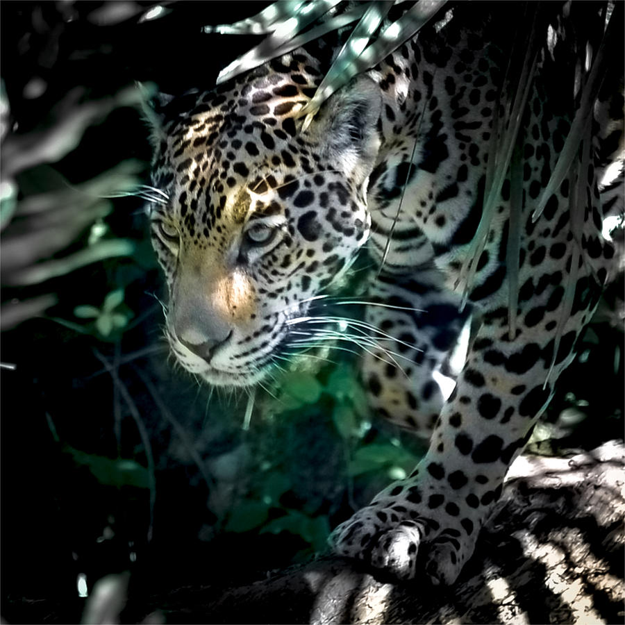 Black Panther Movie Photograph - Panthera Onca by Abhay P