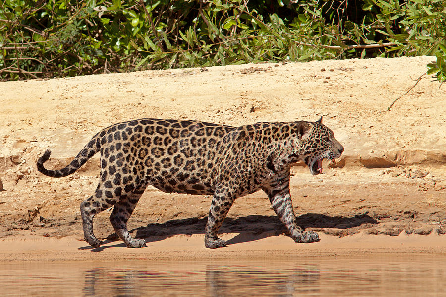 Jaguar Walking on a River Bank #2 Photograph by Aivar Mikko