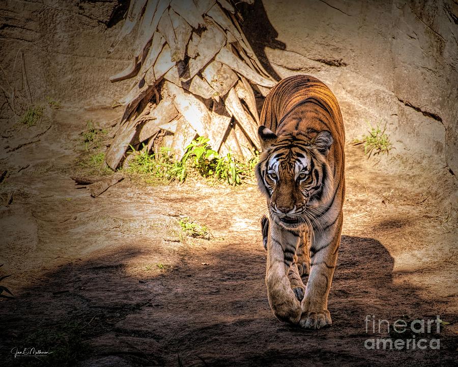Panthera - Tiger Photograph