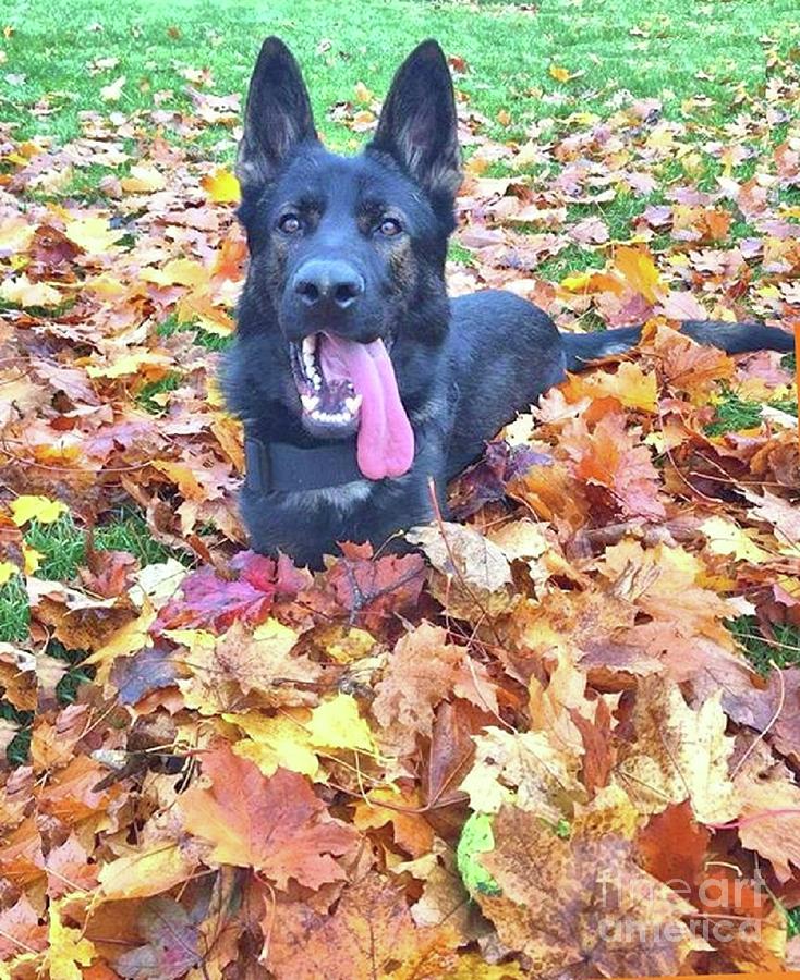Panzer The German Shepherd in Autumn Leaves  Photograph by Janette Boyd
