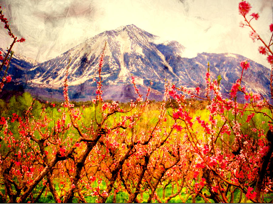 Paonia Peach Blossoms and Mount Lamborn III Photograph by Anastasia Savage Ealy