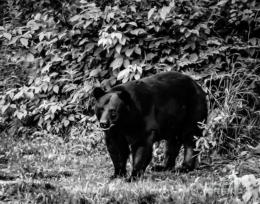 Papa Bear Black And White Photograph