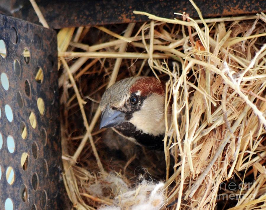 Papa Bird Photograph by Cindy Schneider