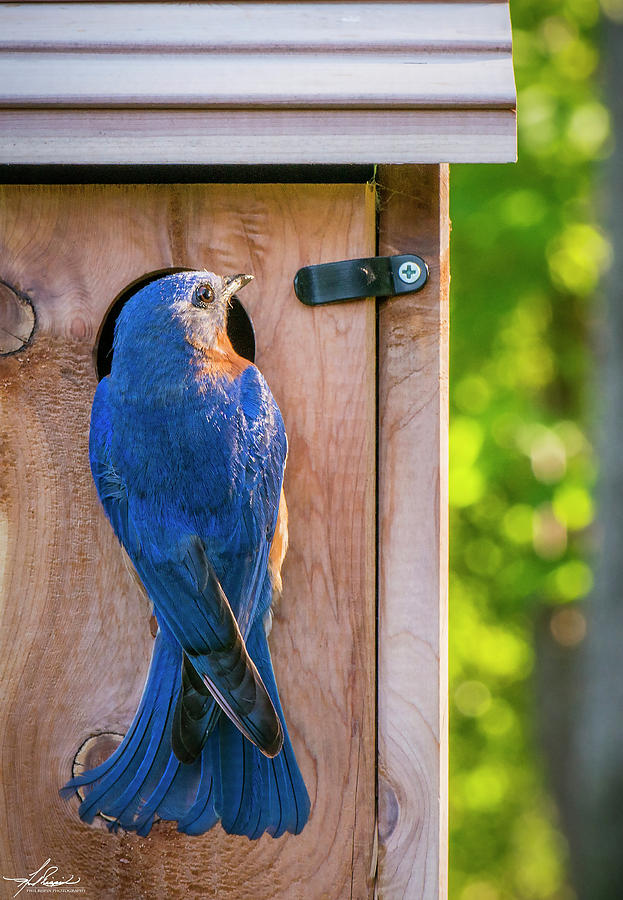 Bluebird Photograph - Papa Bluebird at the Nest Box by Phil And Karen Rispin