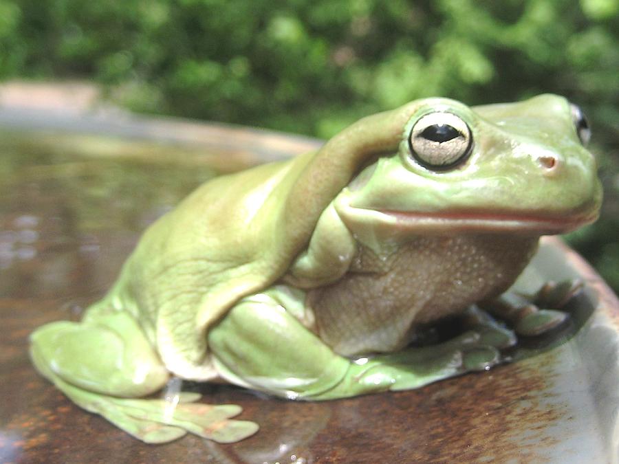 Papa Frog Photograph by Ky Wilms | Fine Art America