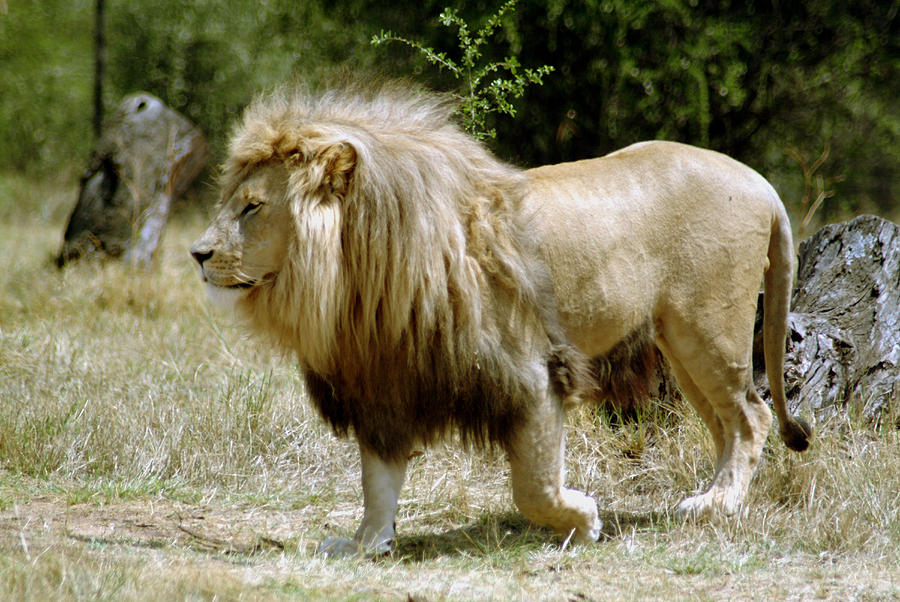 Papa Lion on the Prowl Photograph by Charles Ridgway - Pixels