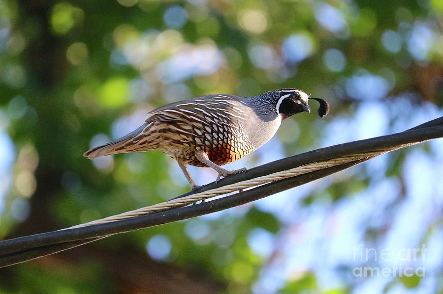Papa Quail on the Wire Photograph by Carol Groenen