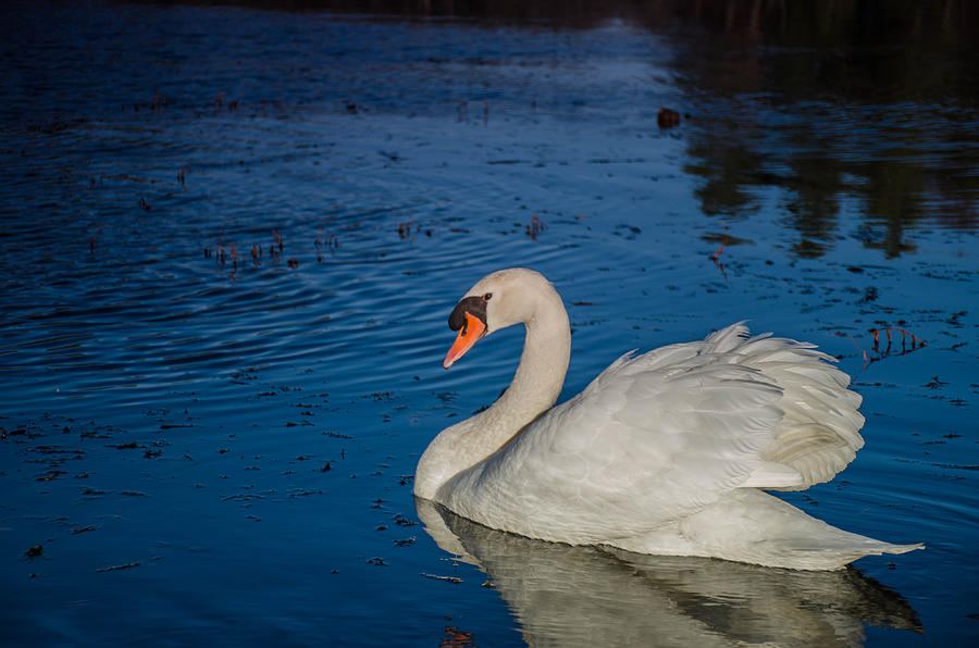 Swan Photograph - Papa Swan Is Back by Linda Howes
