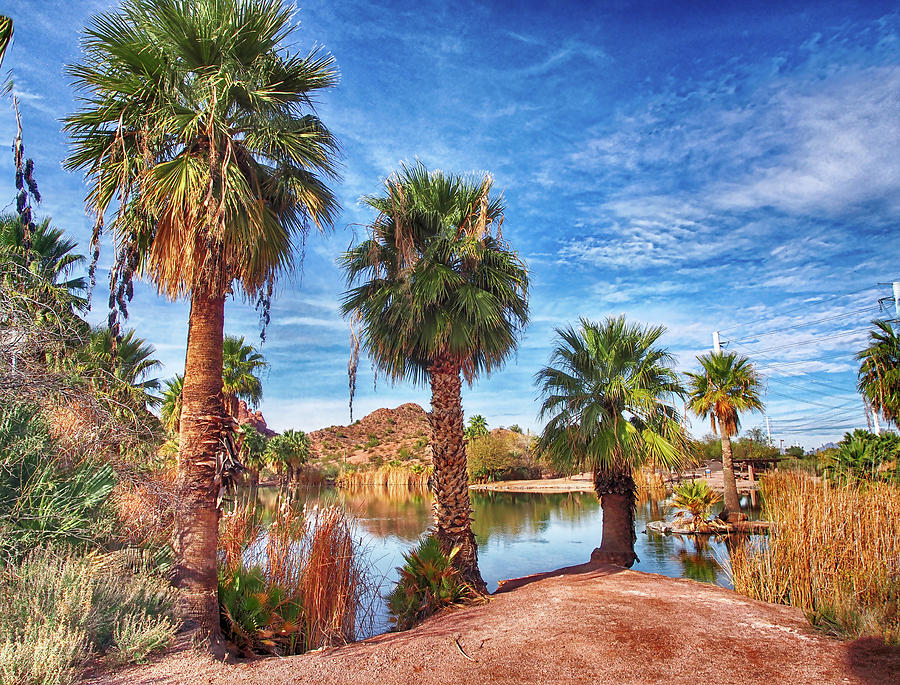 Papago Park Lake Palms Photograph by C H Apperson