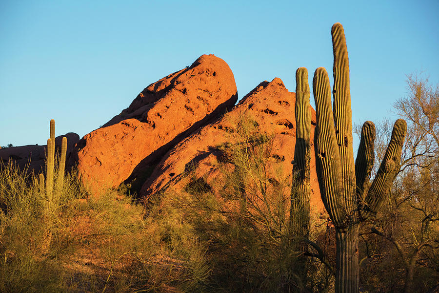 Papago Park Mountain at Sunrise Phoenix AZ Cactus Photograph by Toby McGuire