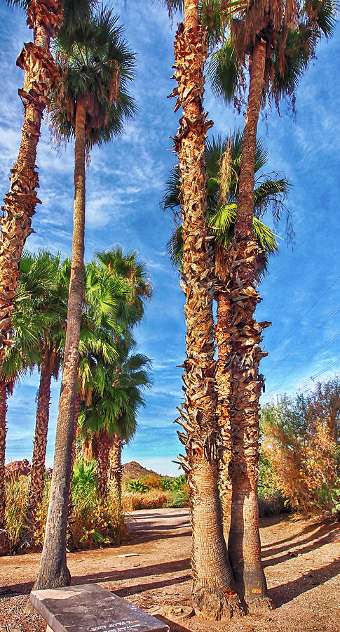 Papago Park Palms Photograph by C H Apperson
