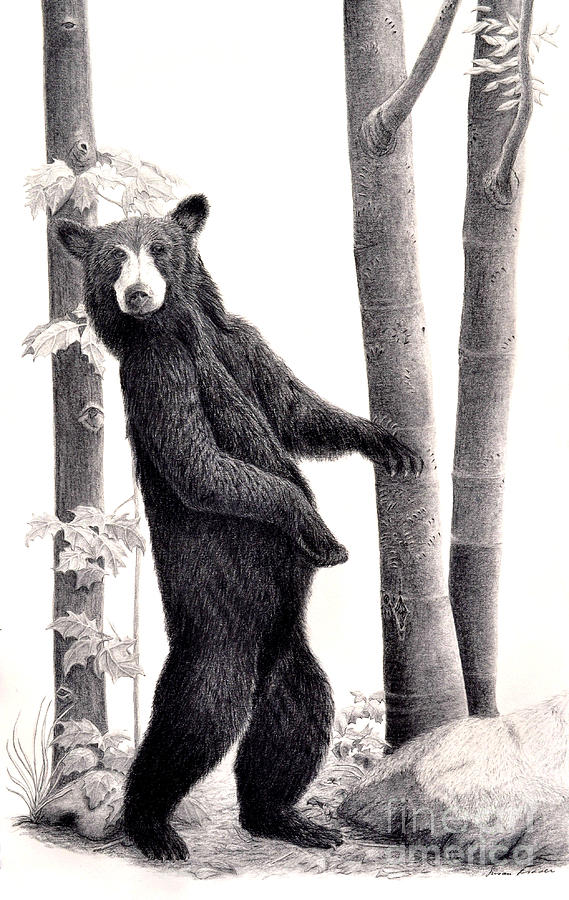 Black Bear Drawing - Paparazzi  Black Bear in the Beechnut Grove by Susan Fraser SCA  B Sc