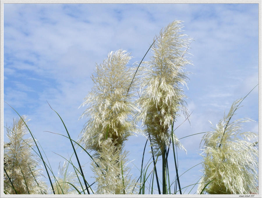 Papas Grass in the Sun Photograph by Linda Ebarb