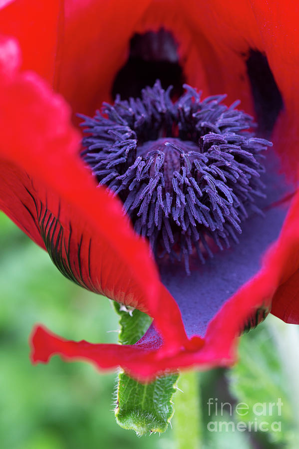Papaver Orientale Beauty of Livermere Photograph by Tim Gainey
