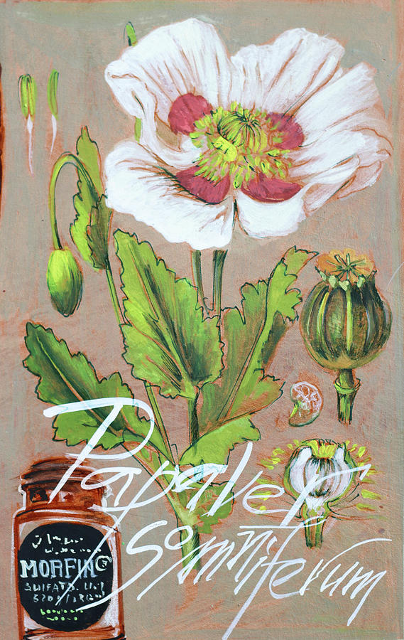 Opium Poppy Papaver Somniferum Painting by Vali Irina Ciobanu