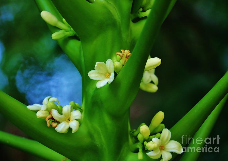 Papaya Blossoms Photograph by Craig Wood
