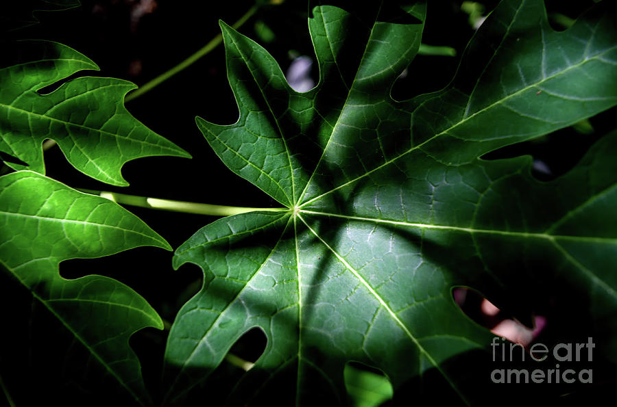 Papaya Leaves Photograph by Michelle Meenawong