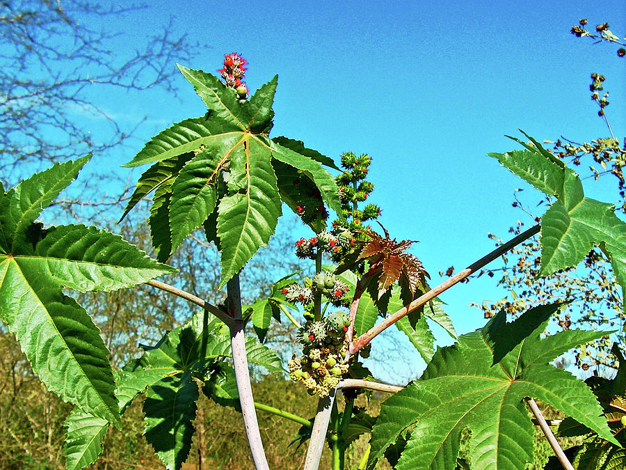 Mexico Photograph - Papaya Plant near River in El Fuerte in Sinaloa, MEXICO by Ruth Hager