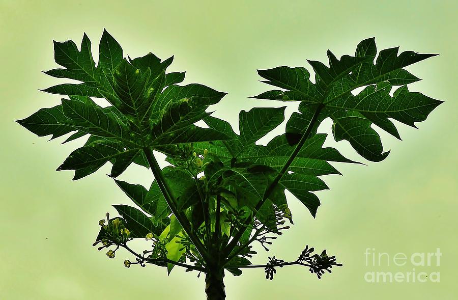 Papaya Tree Photograph by Craig Wood