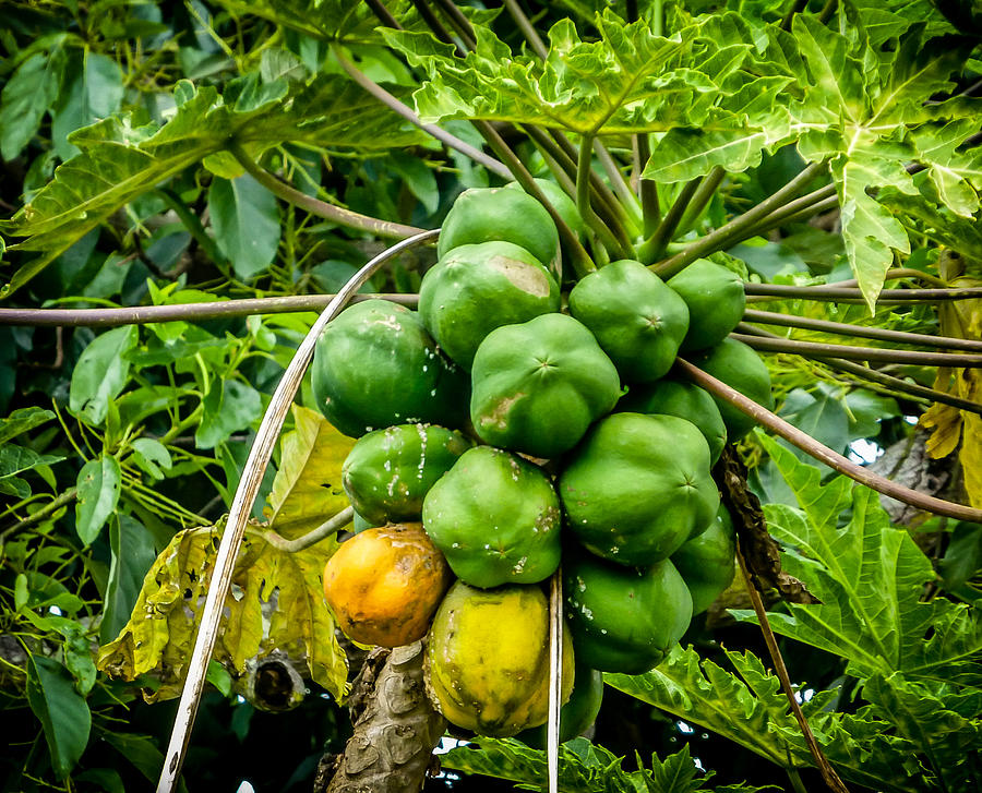 Hawaiian Papaya  Photograph by Pamela Newcomb