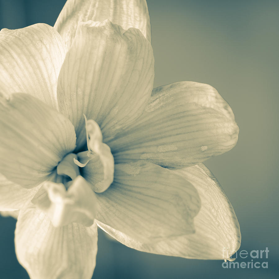 Paper Amaryllis White Amaryllis Flower On Watercolour Background Photograph