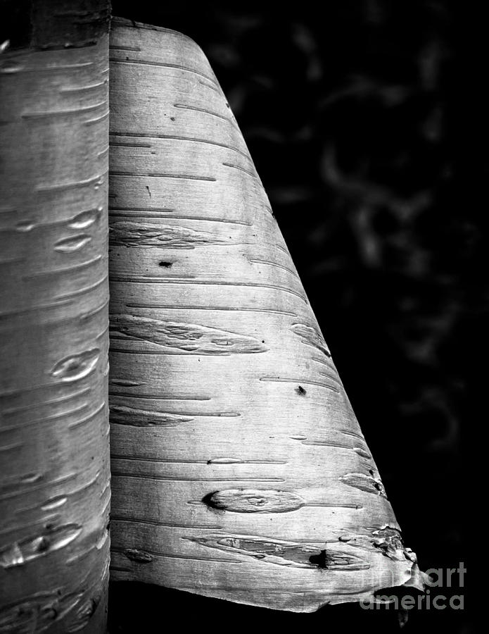 Paper Bark Birch Photograph by James Aiken