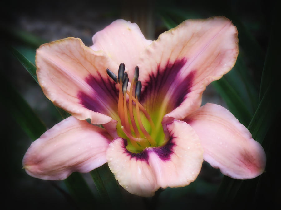Paper Butterfly Glow - Daylily Photograph by MTBobbins Photography