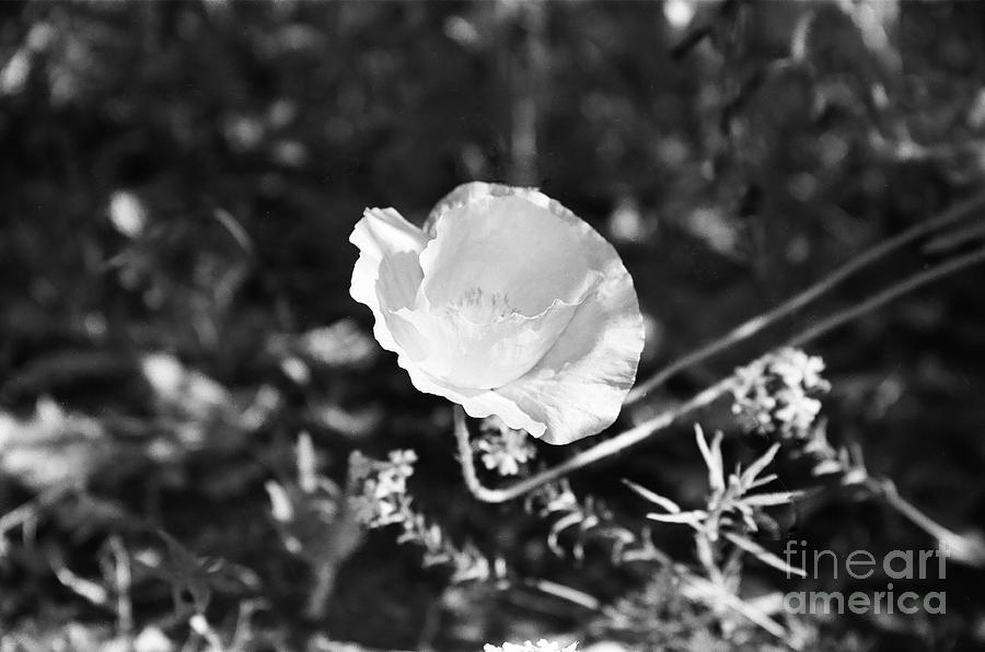Paper Flower in B and W Photograph by Kathy McClure