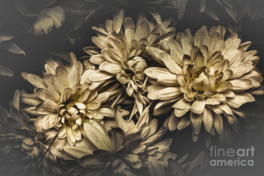 Vintage Photograph - Paper flowers by Jorgo Photography