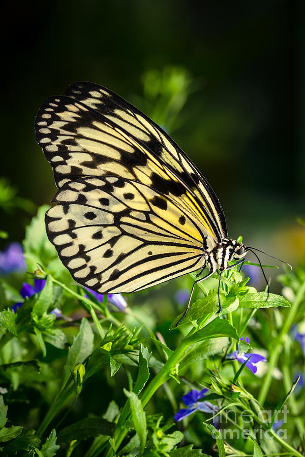 Paper Kite Butterfly Photograph by Ana V Ramirez