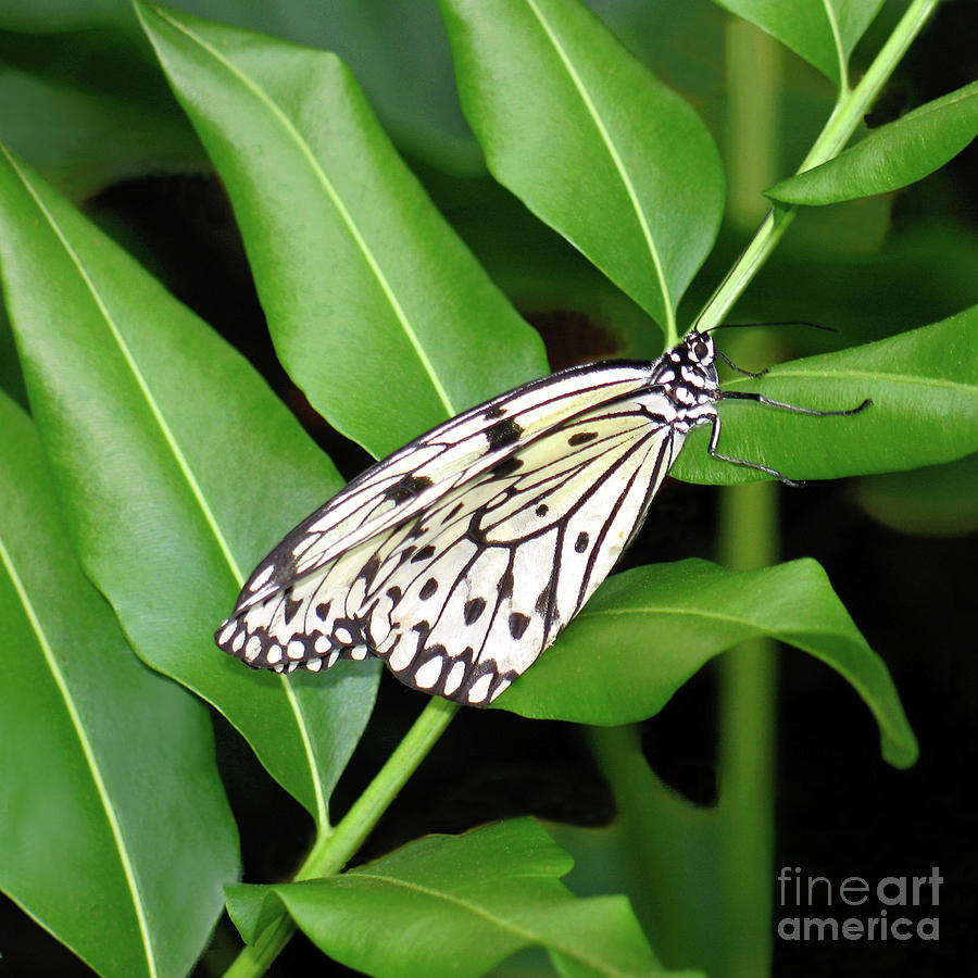 Paper Kite Butterfly Photograph by Ann Horn