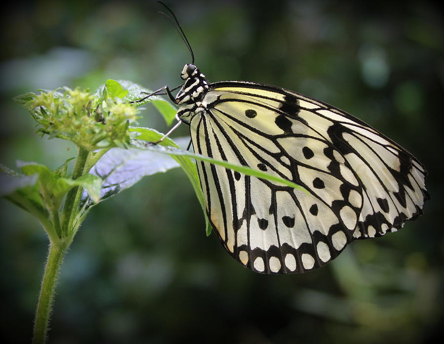 Nature Photograph - Paper Kite Butterfly by Dora Sofia Caputo