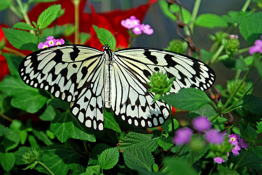 Paper Kite Butterfly Photograph by Glenn Smith - Fine Art America