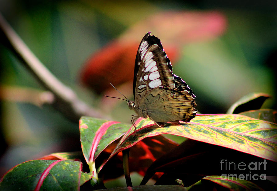 Paper Kite Butterfly Photograph by Karen Adams