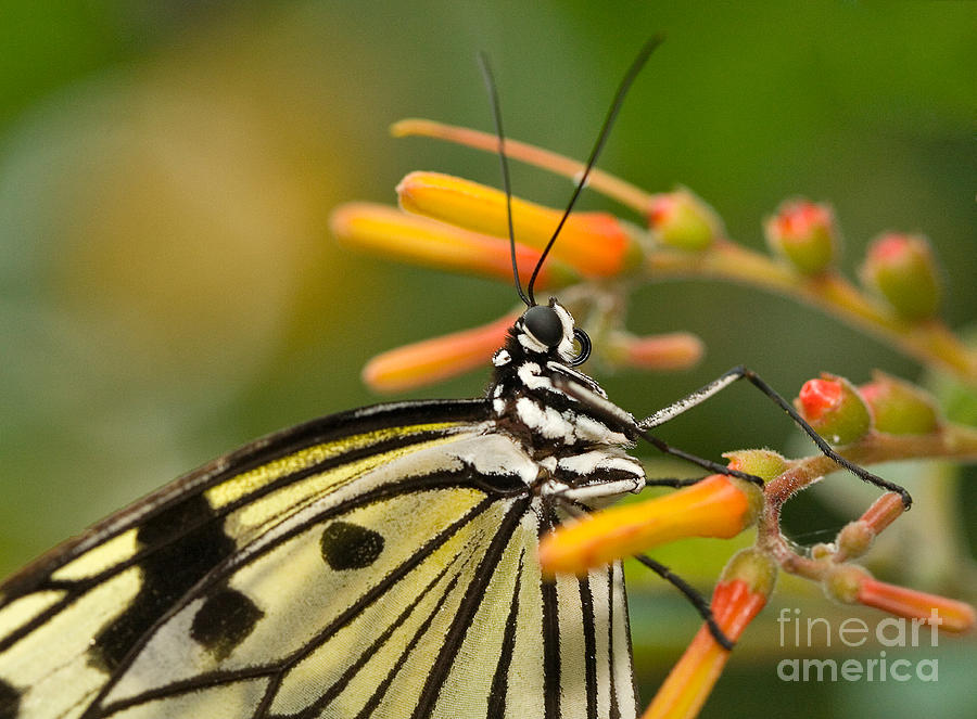 Butterfly Photograph - Paper Kite Butterfly with Orange Flower by Louise Heusinkveld