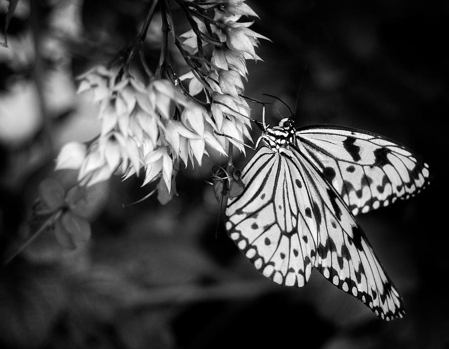 Butterfly Photograph - Paper Kite In Black and White by Greg and Chrystal Mimbs