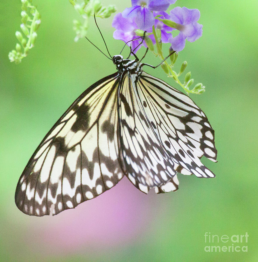 Paper kite butterfly  in green and purple  Photograph by Ruth Jolly