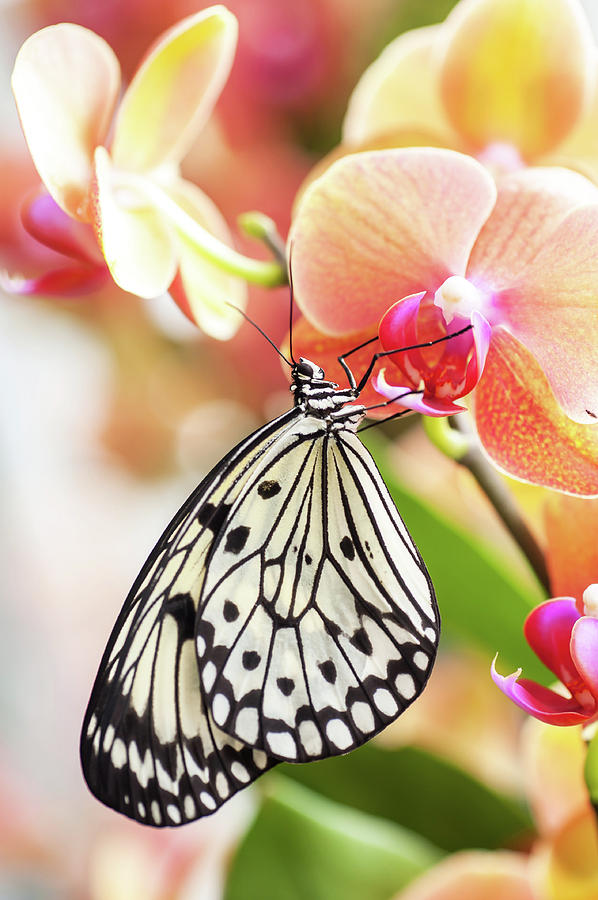 Paper Kite Tropical Butterfly On Orchid Flower Photograph by Jenny Rainbow