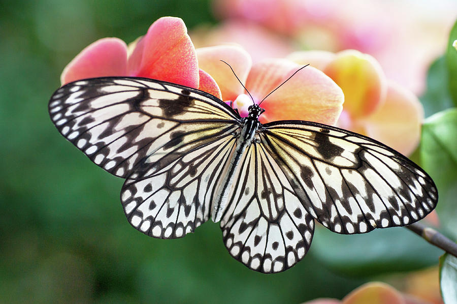Paper Kite Tropical Butterfly on Orchid Photograph by Jenny Rainbow