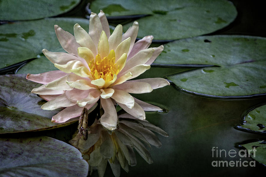 Yellow Lily Photograph - Paper Lily by Doug Sturgess