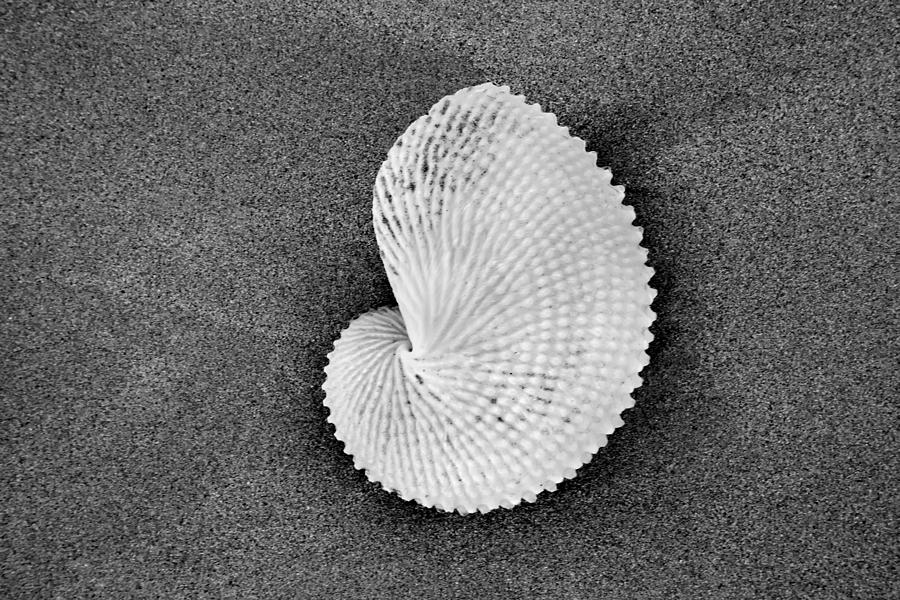 Black And White Photograph - Paper Nautilus Shell by Sean Davey