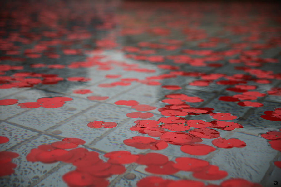 Paper Poppies Photograph by John Meader