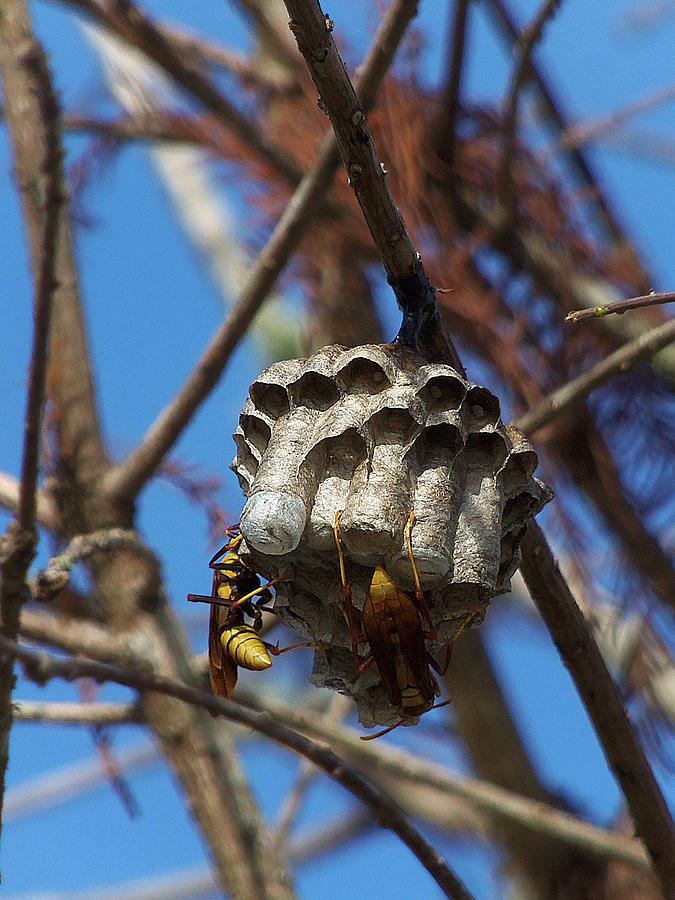 Paper Wasp 000 On New Years Day 2016 Photograph by Christopher Mercer