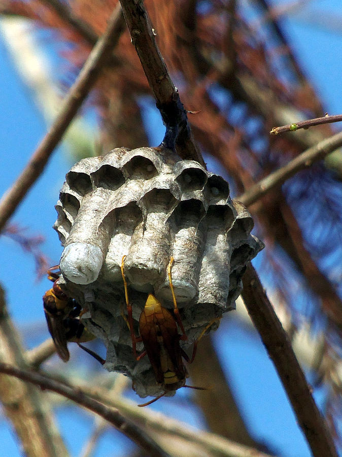 Paper Wasp 001 On New Years Day 2016 Photograph by Christopher Mercer