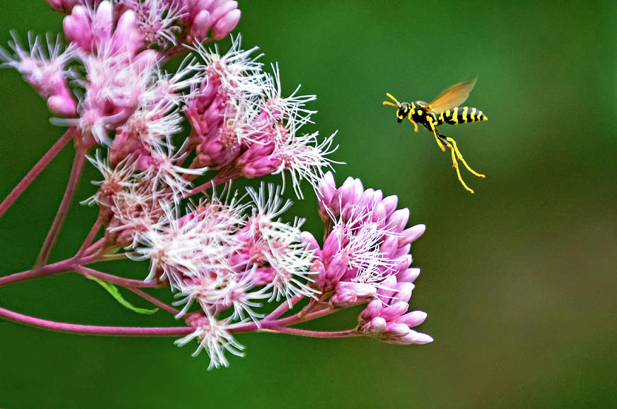 Paper Wasp And Joe Pye Weed Photograph by Steve Harrington